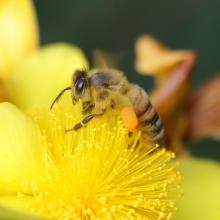 HoneyBee